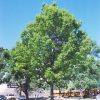 Red Oak #7 - Image 2